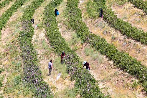همه چیز در مورد کاشت گل محمدی